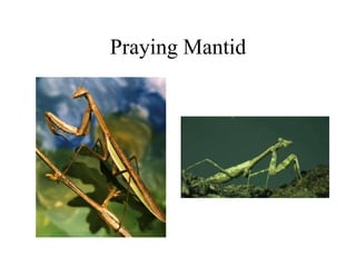 Praying Mantid
 