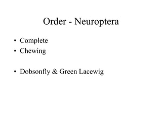 Order - Neuroptera
• Complete
• Chewing
• Dobsonfly & Green Lacewig
 