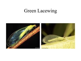 Green Lacewing
 