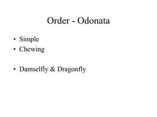 Order - Odonata
• Simple
• Chewing
• Damselfly & Dragonfly
 