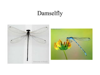 Damselfly
 