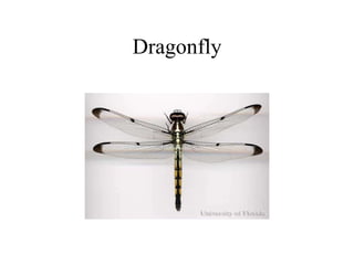 Dragonfly
 
