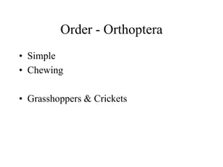 Order - Orthoptera
• Simple
• Chewing
• Grasshoppers & Crickets
 