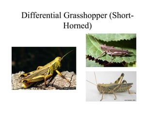 Differential Grasshopper (Short-
Horned)
 