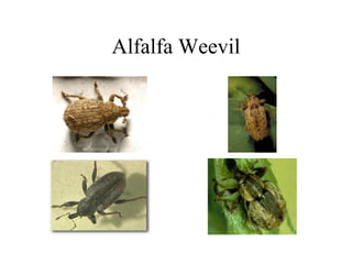 Alfalfa Weevil
 