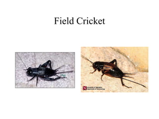 Field Cricket
 