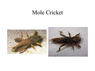 Mole Cricket
 