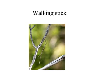Walking stick
 