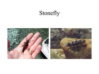 Stonefly
 