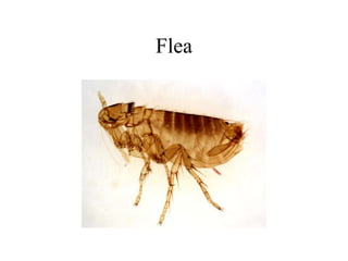 Flea
 