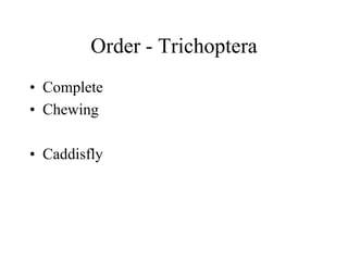 Order - Trichoptera
• Complete
• Chewing
• Caddisfly
 
