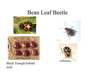 Bean Leaf Beetle
Black Triangle behind
neck
 