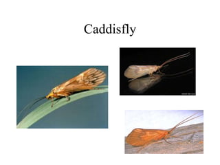 Caddisfly
 