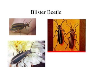 Blister Beetle
 