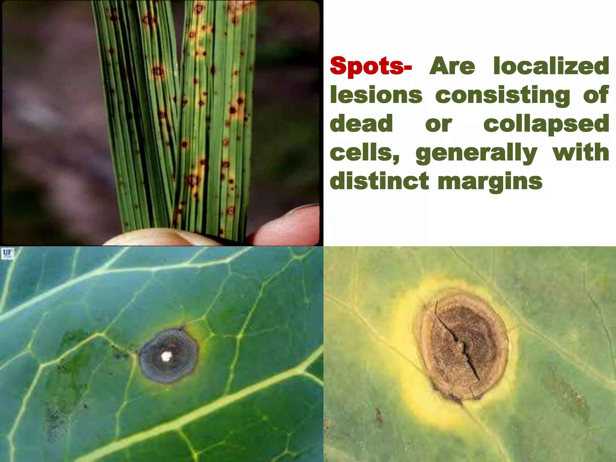 Localised Spots The most common symptoms of plant diseases | PPTX