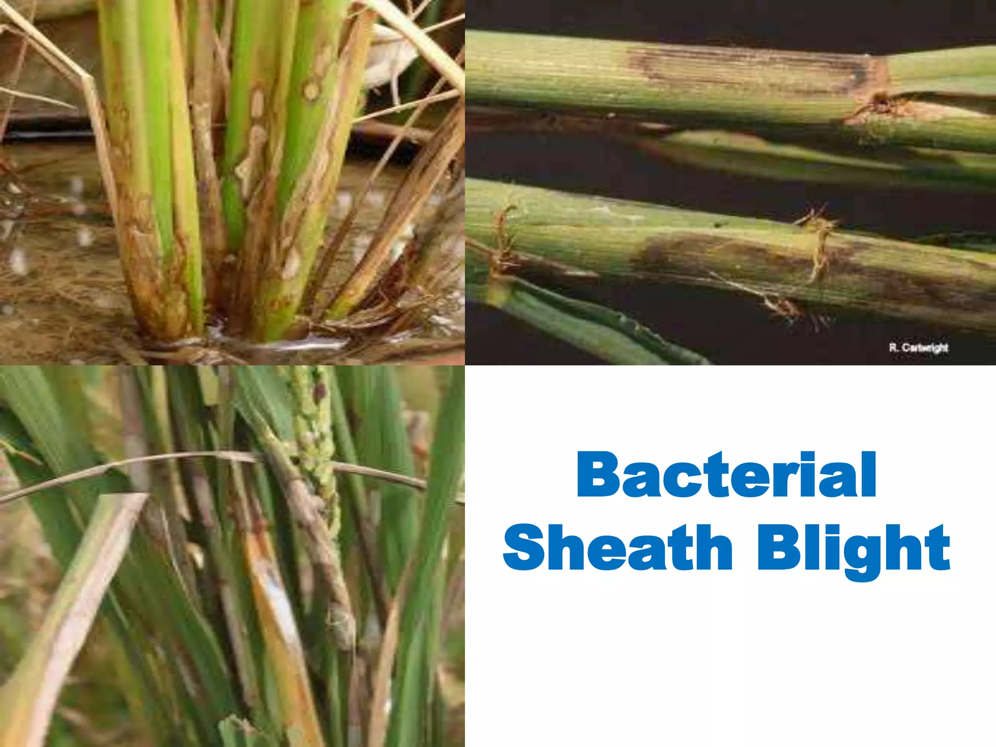 The most common symptoms of plant diseases | PPTX