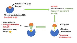 Alveolar cavity in mandible
3-4 month IU life
Cellular tooth germ
(crown)
Root grows
Lifting the
crown outside
Temporary
tooth eruption
At birth
Rudiments of all temporary
teeth + 1st permanent
molars
• Root reabsorbs
• Unsupported crown
falls off
• Permanent teeth
erupts
 