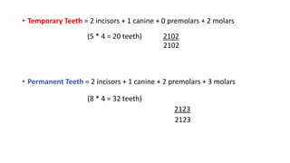 • Temporary Teeth = 2 incisors + 1 canine + 0 premolars + 2 molars
(5 * 4 = 20 teeth) 2102
2102
• Permanent Teeth = 2 incisors + 1 canine + 2 premolars + 3 molars
(8 * 4 = 32 teeth)
2123
2123
 