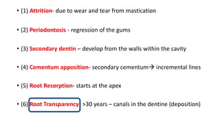 • (1) Attrition- due to wear and tear from mastication
• (2) Periodontosis - regression of the gums
• (3) Secondary dentin – develop from the walls within the cavity
• (4) Cementum apposition- secondary cementum incremental lines
• (5) Root Resorption- starts at the apex
• (6) Root Transparency- >30 years – canals in the dentine (deposition)
 