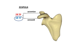 acromion
coracoid
14 Yr
18 Yr
SCAPULA
 