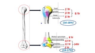 head
greater
lesser
tuberosity
1 Yr
3 Yr
5 Yr
6 Yr
(16-18Yr)
capitulum
trochlea
Lateral epicondyle
13 Yr
11 Yr
2 Yr
14Yr
(14-17Yr)
Medial epicondyle
8 Yr
 