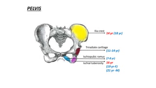 14 yr (18 yr)
(11-14 yr)
(7-8 yr)
16 yr
(19 yr-F)
(21 yr -M)
PELVIS
Triradiate cartliage
Ilia crest
Ischial tuberosity
Ischiopubic ramus
 