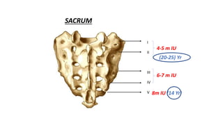 4-5 m IU
6-7 m IU
I
II
III
IV
V 8m IU (14 Yr)
(20-25) Yr
SACRUM
 
