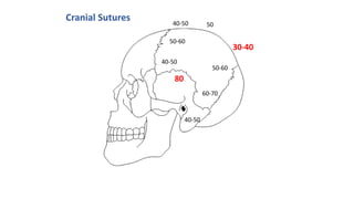 40-50 50
30-40
40-50
50-60
50-60
60-70
40-50
80
Cranial Sutures
 