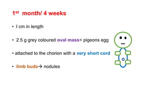1st month/ 4 weeks
• I cm in length
• 2.5 g grey coloured oval mass= pigeons egg
• attached to the chorion with a very short cord
• limb buds nodules
 