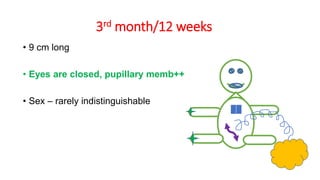 3rd month/12 weeks
• 9 cm long
• Eyes are closed, pupillary memb++
• Sex – rarely indistinguishable
 