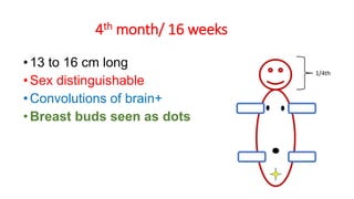 4th month/ 16 weeks
• 13 to 16 cm long
• Sex distinguishable
• Convolutions of brain+
• Breast buds seen as dots
1/4th
 