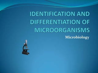 IDENTIFICATION AND DIFFERENTIATION OF MICROORGANISMS Microbiology 