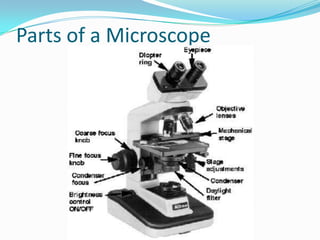 Identification And Differentiation Of Microorganisms | PPTX