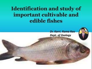 Identification and study of
important cultivable and
edible fishes
Dr. Karri. Rama Rao
Dept. of Zoology
 