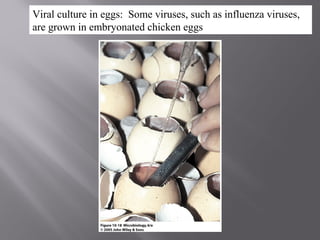 Viral culture in eggs: Some viruses, such as influenza viruses,
are grown in embryonated chicken eggs
 