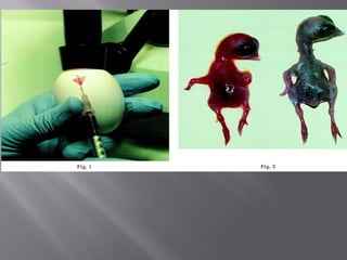 Identification & cultivation