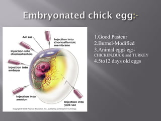1.Good Pasteur
2.Burnel-Modified
3.Animal eggs eg:-
CHICKEN,DUCK and TURKEY
4.5to12 days old eggs
 