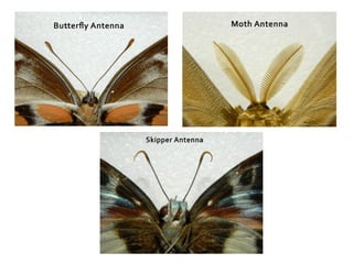 identification keysof different insect orders.pptx