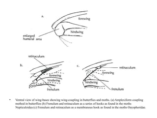 identification keysof different insect orders.pptx