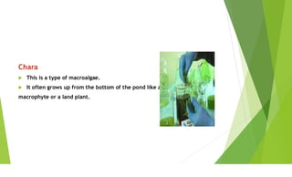Identifying Algae Machine identification methods of algae .Microalgal technology | PDF