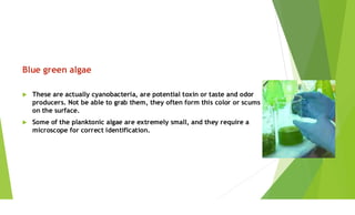 identification methods of algae .Microalgal technology | PDF