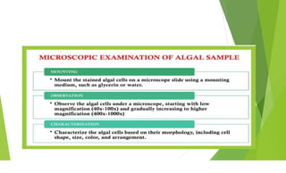 identification methods of algae .Microalgal technology | PDF