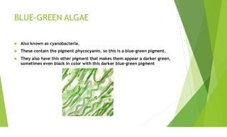 Identifying Algae Machine identification methods of algae .Microalgal technology | PDF