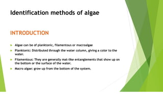 Identifying Algae Machine identification methods of algae .Microalgal technology | PDF