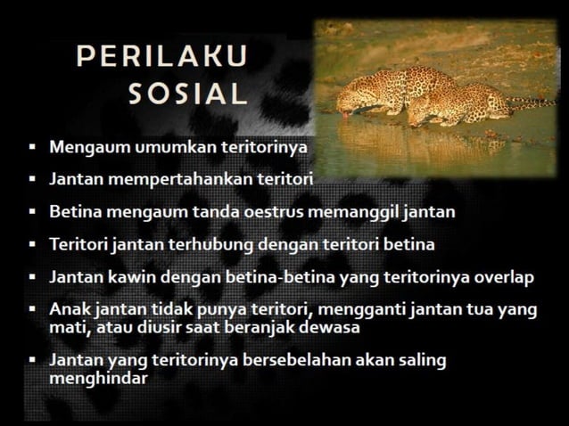 Identification needs of javan leopard conservation | PDF