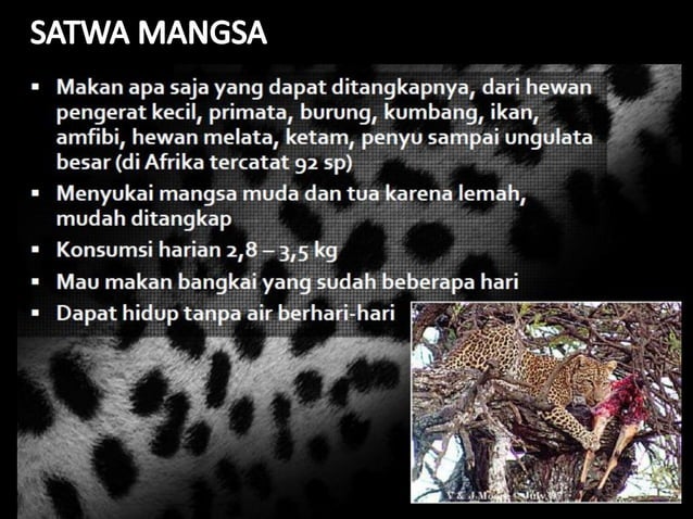 Identification needs of javan leopard conservation | PDF