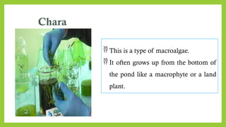Chara
 This is a type of macroalgae.
 It often grows up from the bottom of
the pond like a macrophyte or a land
plant.
 