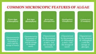 COMMON MICROSCOPIC FEATURES OF ALGAE
Green algae
(Chlorophyta)
Characterized by
the presence of
chlorophyll a
and b, and the
storage of starch.
Red algae
(Rhodophyta)
Characterized by
the presence of
chlorophyll a
and the storage
of floridean
starch.
Brown algae
(Phaeophyceae)
Characterized
by the presence
of chlorophyll
a and c, and
the storage of
laminarin.
Dinoflagellates
(Dinophyceae)
Characterized
by the presence
of chlorophyll
a and c, and
the storage of
starch.
Cyanobacteria
(Cyanophyta)
Characterized
by the presence
of chlorophyll
a and the
storage of
glycogen.
 