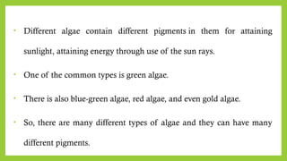 • Different algae contain different pigments in them for attaining
sunlight, attaining energy through use of the sun rays.
• One of the common types is green algae.
• There is also blue-green algae, red algae, and even gold algae.
• So, there are many different types of algae and they can have many
different pigments.
 