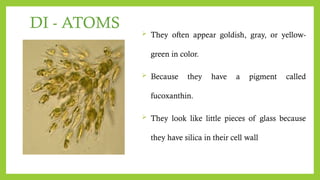 DI - ATOMS  They often appear goldish, gray, or yellow-
green in color.
 Because they have a pigment called
fucoxanthin.
 They look like little pieces of glass because
they have silica in their cell wall
 